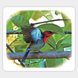 EASTERN CRIMSON SUNBIRD ART Sticker